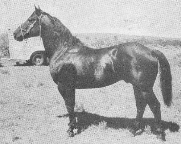 stallion Clint Higgins (Quarter Horse, 1940, from Midnight Jr.)