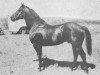 Deckhengst Clint Higgins (Quarter Horse, 1940, von Midnight Jr.)