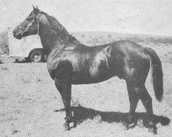 Deckhengst Clint Higgins (Quarter Horse, 1940, von Midnight Jr.)