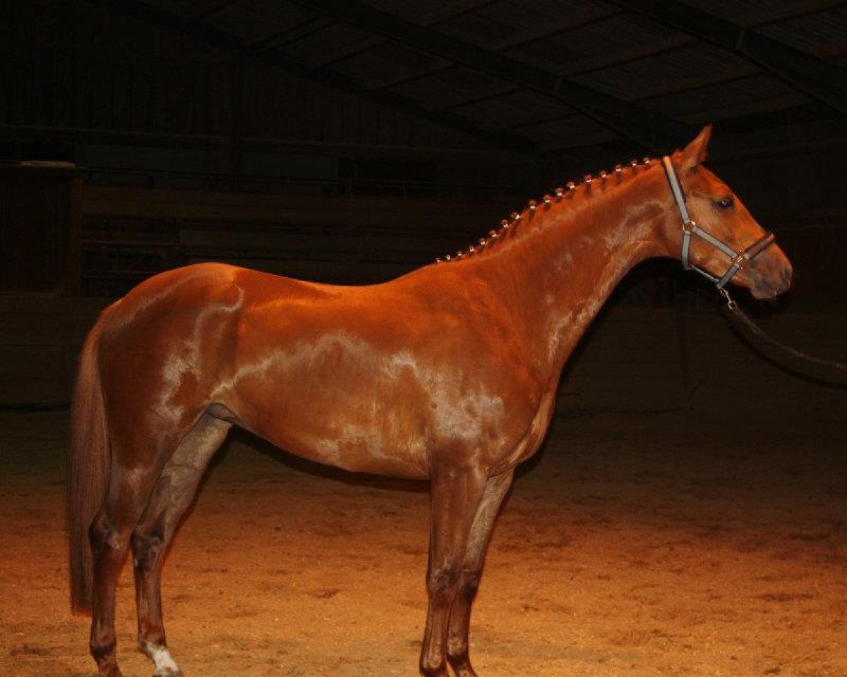 dressage horse Fleurance (Westphalian, 2009, from Fürst Nymphenburg)