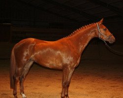 dressage horse Fleurance (Westphalian, 2009, from Fürst Nymphenburg)