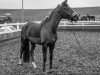 broodmare Fine (Oldenburg, 2017, from Feinrich)