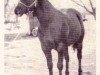 Deckhengst Hickory King (Quarter Horse, 1954, von Barney Blue)