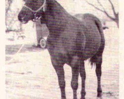 Deckhengst Hickory King (Quarter Horse, 1954, von Barney Blue)