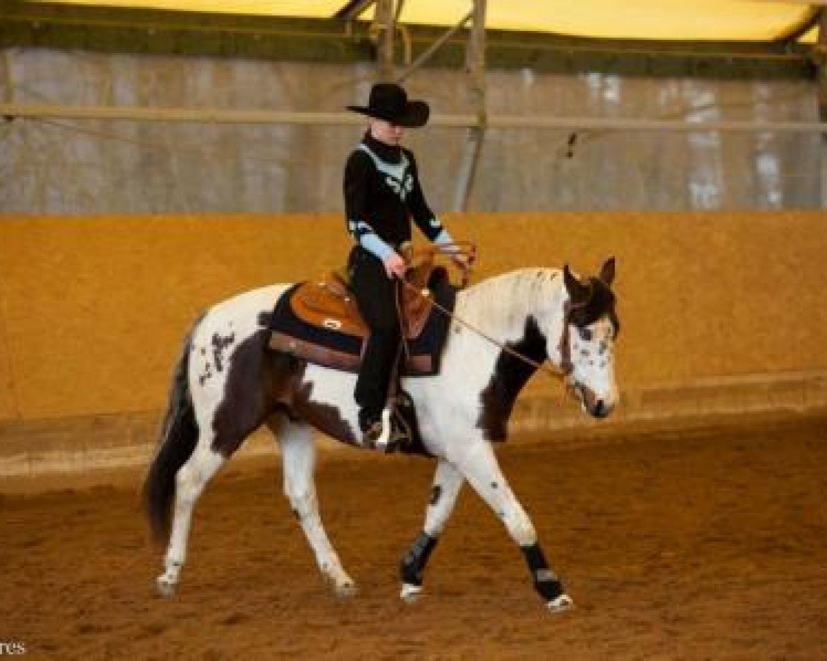 stallion Freckles Big Heart (Paint Horse, 2003, from Mr Big Heart)