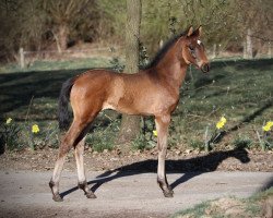 dressage horse Feengold (Hanoverian, 2021, from Fusionist)