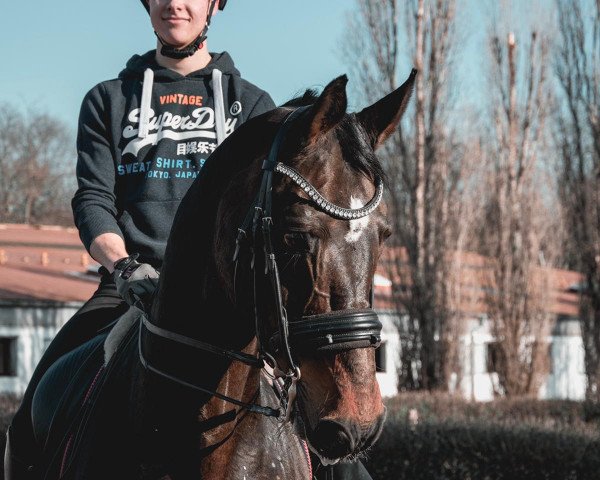 horse Merenoboy (Hanoverian,  , from Metternich)