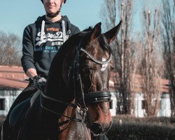 dressage horse Merenoboy (Hannoveraner, from Metternich)