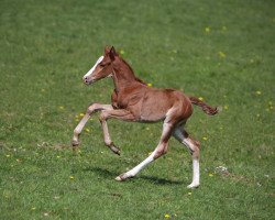 dressage horse Bamika (Hanoverian, 2021, from Callaho's Benicio)