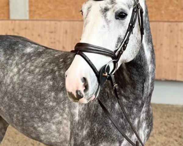 jumper Berlin's Boy 2 (Oldenburg show jumper, 2016, from Casino Berlin OLD)