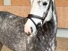 jumper Berlin's Boy 2 (Oldenburg show jumper, 2016, from Casino Berlin OLD)