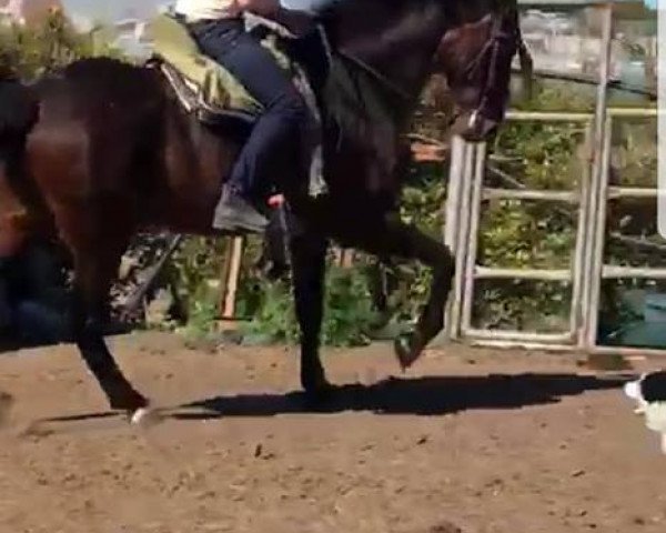 horse MEGA BRAVER (Andalusians/horse of pure Spanish race, 1998)
