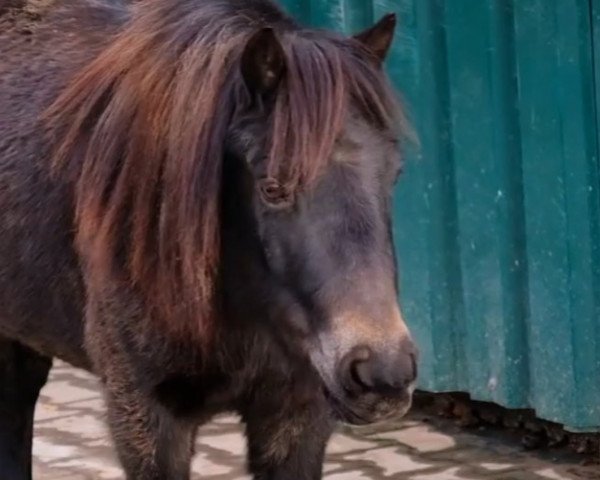 Pferd Smarty 56 (Shetland Pony, 2007)