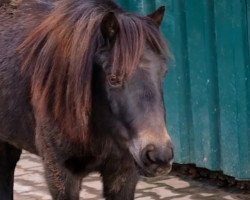 Pferd Smarty 56 (Shetland Pony, 2007)