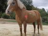 dressage horse Inka 393 (Haflinger Mix, 2000)