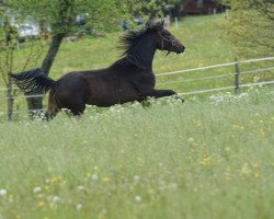 dressage horse Frieda vom Ahle Garde (Westphalian, 2019, from Flavis)