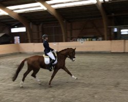 dressage horse Kükenmoor's Bellafleur (Hanoverian, 2010, from Benetton Dream FRH 1301)