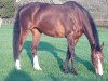 horse Olena U (Holsteiner, 1999, from Lorentin I)