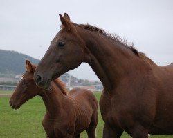 broodmare Corlette (Hanoverian, 1995, from Cordoba)