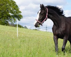 Pferd Cara vom Ahle Garde (Westfale, 2019, von Comic)