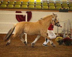 stallion Diamant Halsnæs (Fjord Horse, 2018, from Oliver Vårby)