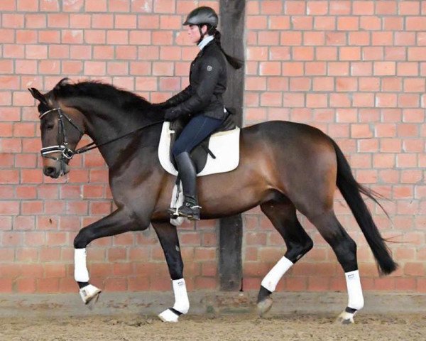 dressage horse Sir Donnerstein (Westphalian, 2016, from Sir Donnerhall I)