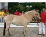 Zuchtstute Hermine (Fjordpferd, 2004, von Mastrup Romeo)