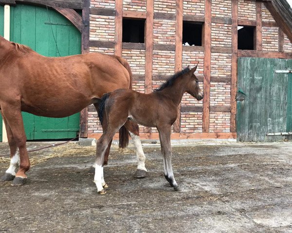 jumper Sanja (Hanoverian, 2019, from Stolzenberg)