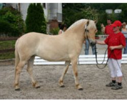 horse Kvenja (Fjord Horse, 2004, from Kvest Halsnæs)