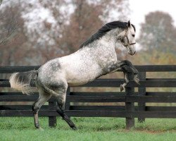 stallion Skip Away xx (Thoroughbred, 1993, from Skip Trial xx)