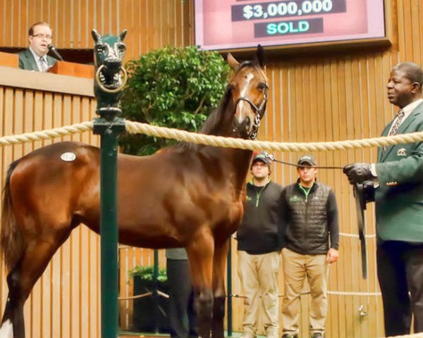 horse Serenas Harmony xx (Thoroughbred, 2014, from Tapit xx)