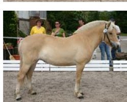 broodmare Ljustra (Fjord Horse, 2004, from Rånn N.2659)