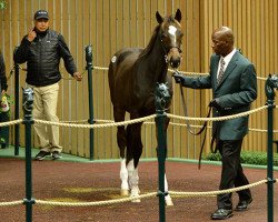 horse Seclusive xx (Thoroughbred, 2016, from Tapit xx)