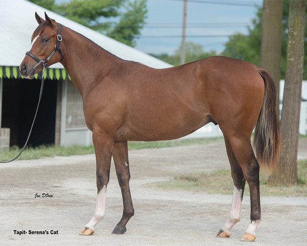 horse Centrifuge xx (Thoroughbred, 2017, from Tapit xx)