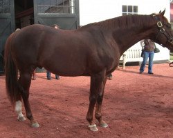 stallion Mr. Greeley xx (Thoroughbred, 1992, from Gone West xx)