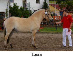 broodmare Loan (Fjord Horse, 2008, from Damar)