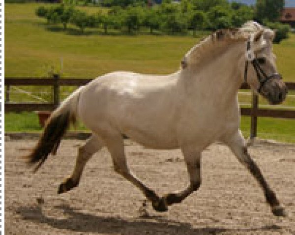 Zuchtstute Leona S (Fjordpferd, 2008, von Robin)