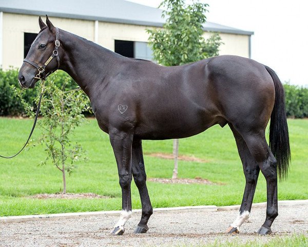 horse Hengst vo Pierro xx (Thoroughbred, 2015, from Pierro xx)