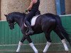 dressage horse Lucifers Girl 4 (Hanoverian, 2012, from Lorenzio 2)