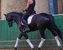 dressage horse Lucifers Girl 4 (Hanoverian, 2012, from Lorenzio 2)