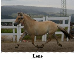 horse Lene (Fjord Horse, 2008, from Valør Halsnæs)