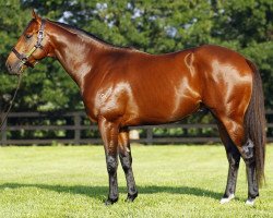 stallion All Too Hard xx (Thoroughbred, 2009, from Casino Prince xx)