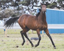 broodmare Belle Couture xx (Thoroughbred, 2010, from Redoute's Choice xx)