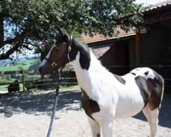 jumper Cervino (German Warmblood, 2017, from Canto)