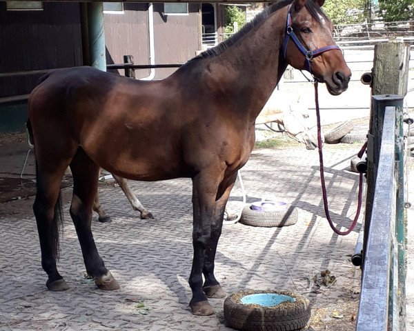 horse Ragtime (Westphalian, 1991, from Rhodos)