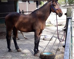 horse Ragtime (Westphalian, 1991, from Rhodos)