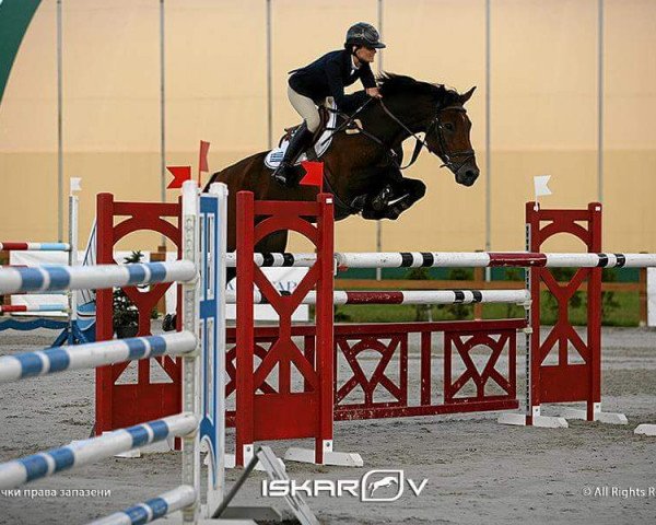 jumper Bellatessa Asm (KWPN (Royal Dutch Sporthorse), 2006, from Ustinov)