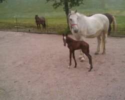 broodmare Aischa (German Warmblood,  , from Antritt)