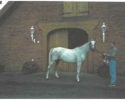 broodmare Cassandra II (Oldenburg, 1983, from Weltmeister)