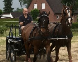 Springpferd My Desthless Glory (Deutsches Reitpony, 2001, von Speyksbosch Dancer)